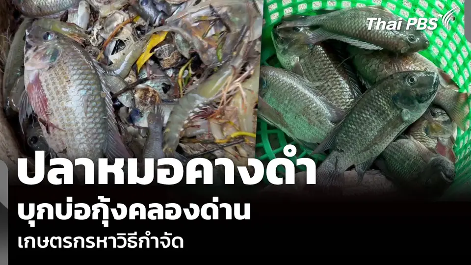 ปลาหมอคางดำ บุกบ่อกุ้งคลองด่าน เกษตรกรหาวิธีกำจัด