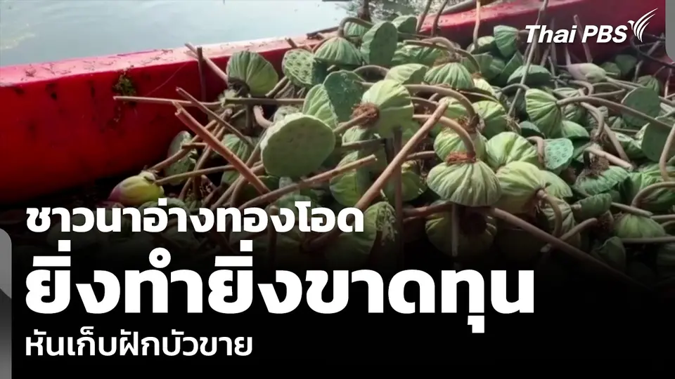 ชาวนาอ่างทองโอด ยิ่งทำยิ่งขาดทุน หันเก็บฝักบัวขาย