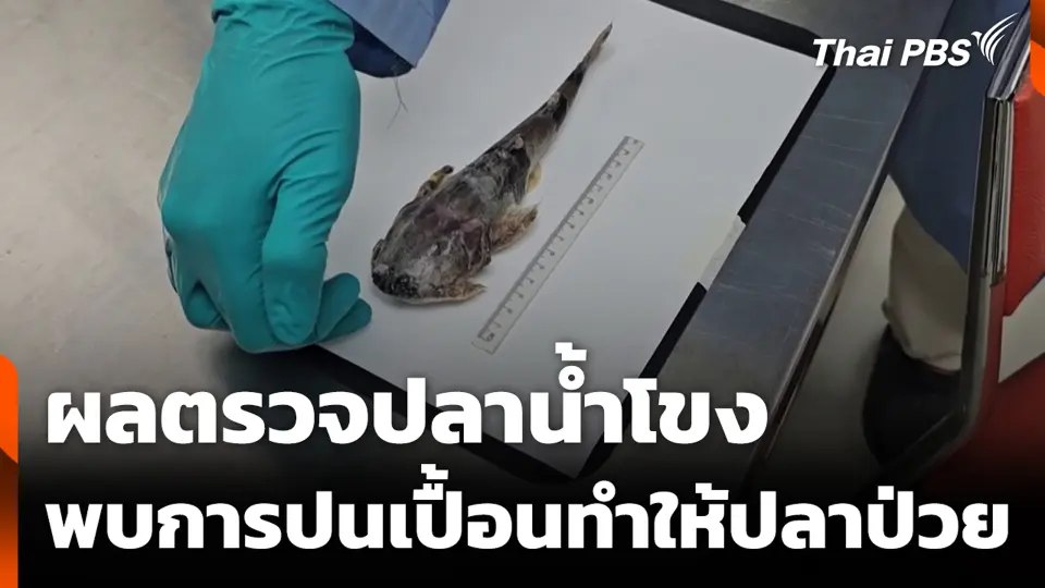 ผลตรวจปลาน้ำโขง พบการปนเปื้อนทำให้ปลาป่วย