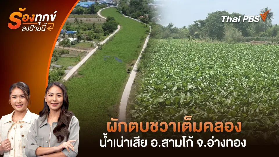 ผักตบชวาเต็มคลอง น้ำเน่าเสีย อ.สามโก้ จ.อ่างทอง