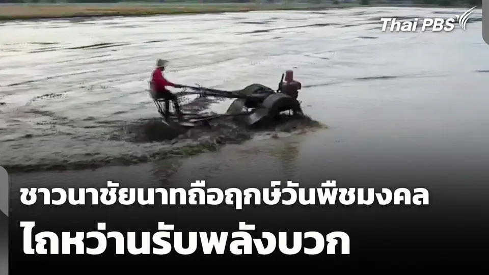 ชาวนา จ.ชัยนาท ถือฤกษ์วันพืชมงคล ไถหว่านรับพลังบวก