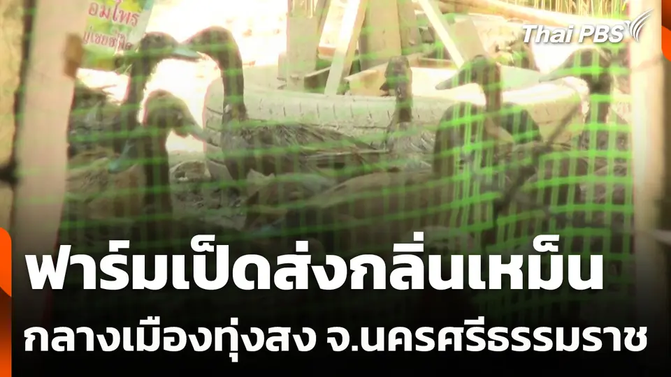 ฟาร์มเป็ดส่งกลิ่นเหม็นกลางเมืองทุ่งสง จ.นครศรีธรรมราช