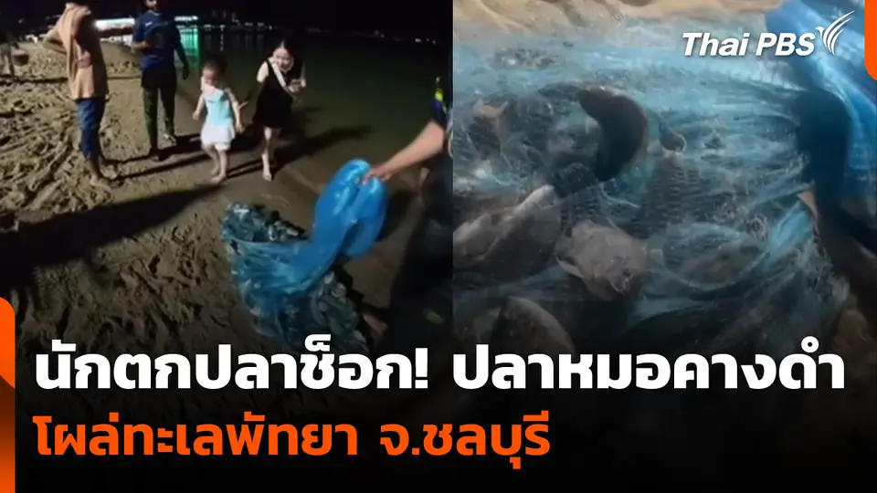นักตกปลาช็อก! ปลาหมอคางดำ โผล่ทะเลพัทยา จ.ชลบุรี