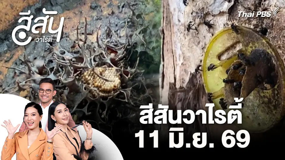 สีสันวาไรตี้ (11 มิ.ย. 69)
