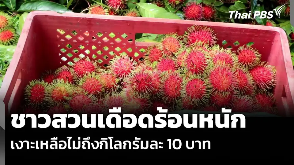 ชาวสวนเดือดร้อนหนัก เงาะเหลือไม่ถึงกิโลกรัมละ 10 บาท