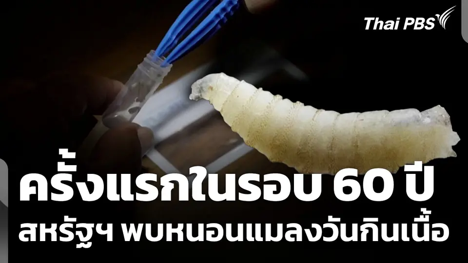 สหรัฐฯ พบ "หนอนแมลงวันกินเนื้อ" ครั้งแรกในรอบ 60 ปี