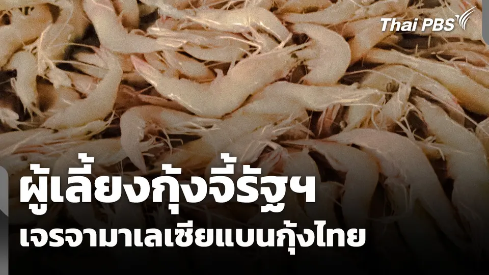 ผู้เลี้ยงกุ้งจี้รัฐฯ เจรจามาเลเซียแบนกุ้งไทย