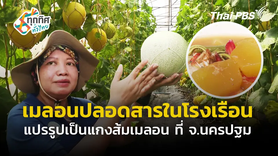 ปลูกเมลอนปลอดสารในโรงเรือน แปรรูปเป็นแกงส้มเมลอน จ.นครปฐม