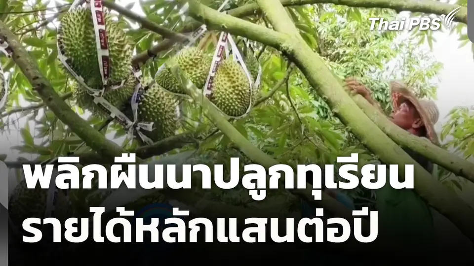 พลิกผืนนาปลูกทุเรียนรายได้หลักแสนต่อปี