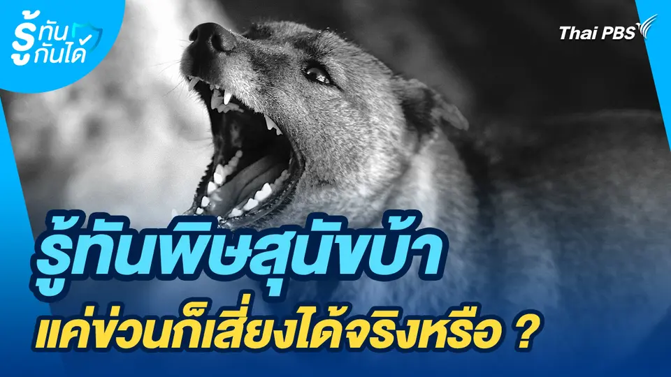 รู้ทันกันได้ : รู้ทันพิษสุนัขบ้า แค่ข่วนก็เสี่ยงได้จริงหรือ?