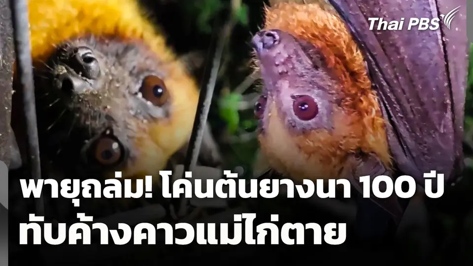 พายุถล่ม! โค่นต้นยางนาอายุกว่า 100 ปี ทับค้างคาวแม่ไก่ตาย