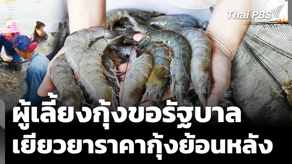 ผู้เลี้ยงกุ้งขอรัฐบาล เยียวยาราคากุ้งย้อนหลัง