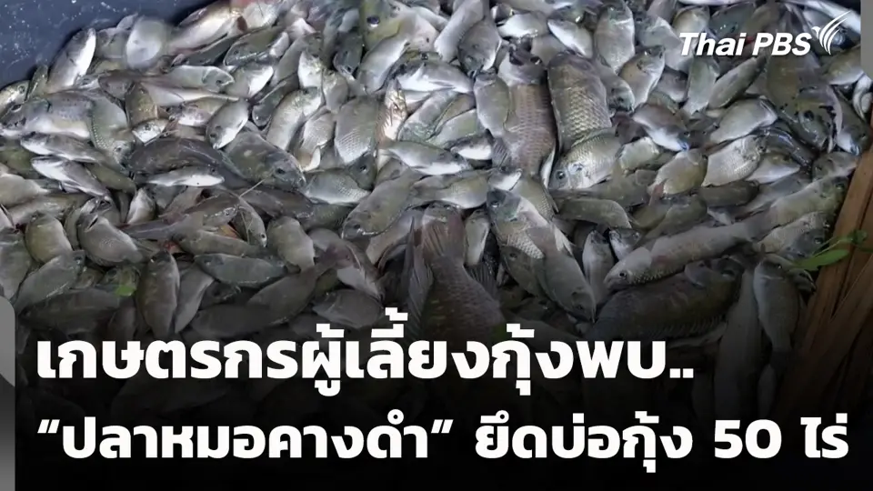 เกษตรกรผู้เลี้ยงกุ้งพบ “ปลาหมอคางดำ” ยึดบ่อกุ้ง 50 ไร่