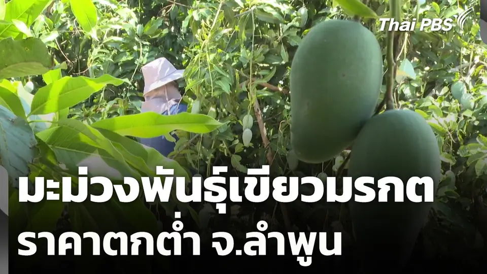 มะม่วงพันธุ์เขียวมรกต ราคาตกต่ำ จ.ลำพูน