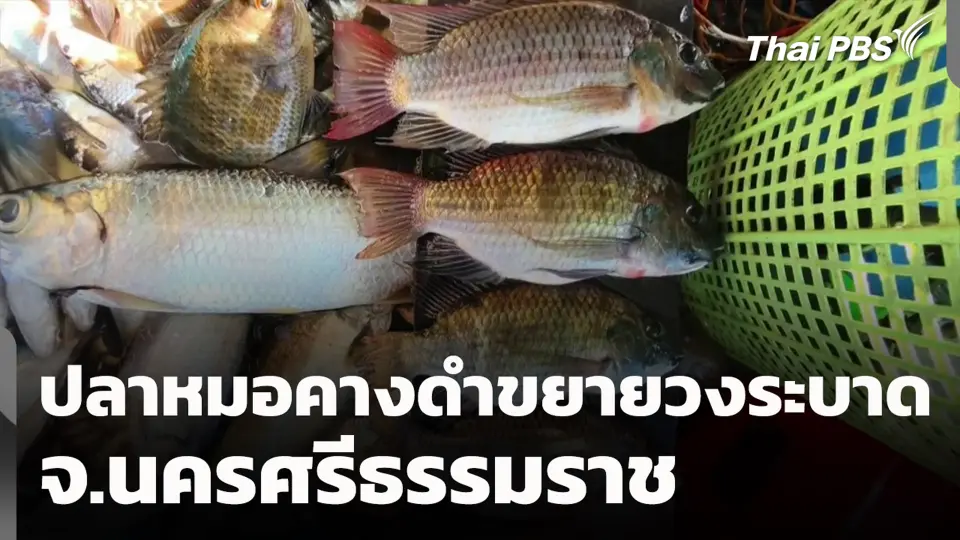 ปลาหมอคางดำขยายวงระบาด จ.นครศรีธรรมราช