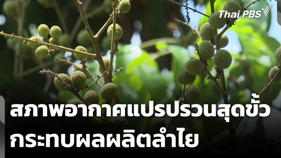 "ซูเปอร์เอลนีโญ" สภาพอากาศแปรปรวนสุดขั้ว กระทบผลผลิตลำไย