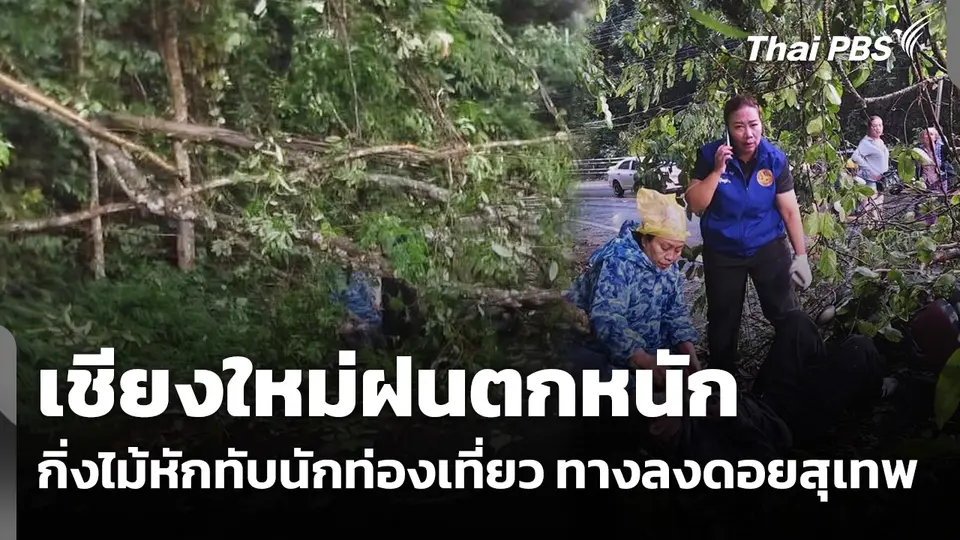 เชียงใหม่ฝนตกหนัก กิ่งไม้หักทับนักท่องเที่ยว ทางลงดอยสุเทพ 
