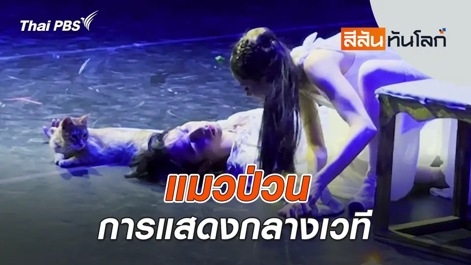 แมวป่วนการแสดงกลางเวที