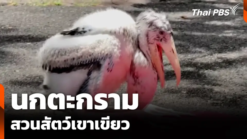 นกตะกราม สวนสัตว์เขาเขียว
