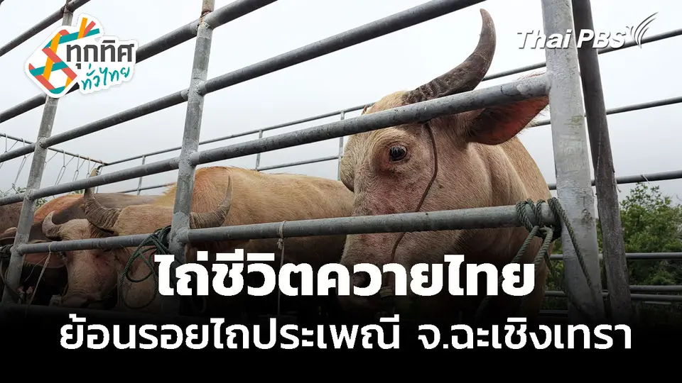 ไถ่ชีวิตควายไทย ย้อนรอยไถประเพณี