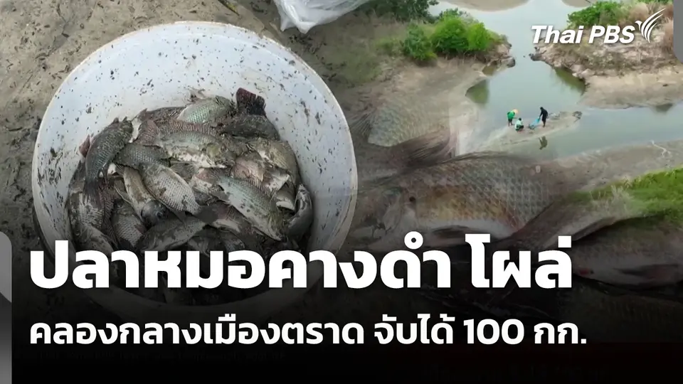"ปลาหมอคางดำ" โผล่คลองกลางเมืองตราด จับได้ 100 กก. 