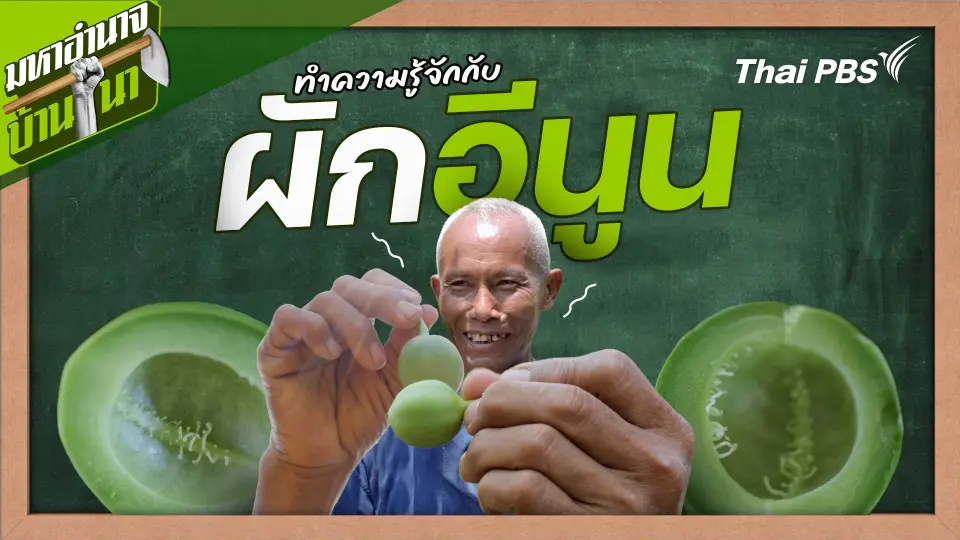 สูตรลับฉบับบ้านนา : ทำความรู้จักกับผักอีนูน