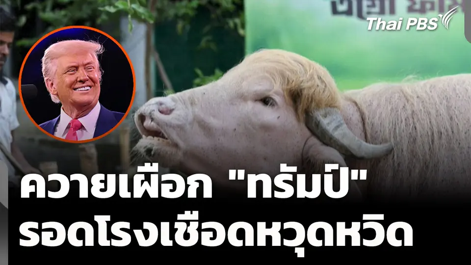 ควายเผือก "ทรัมป์" รอดโรงเชือดหวุดหวิด
