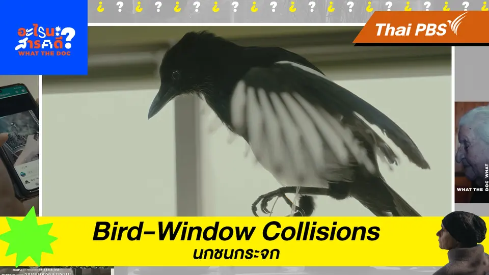 Bird-Window Collisions นกชนกระจก 