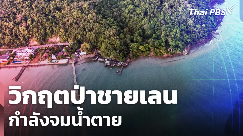 วิกฤตป่าชายเลนกำลังจมน้ำตาย