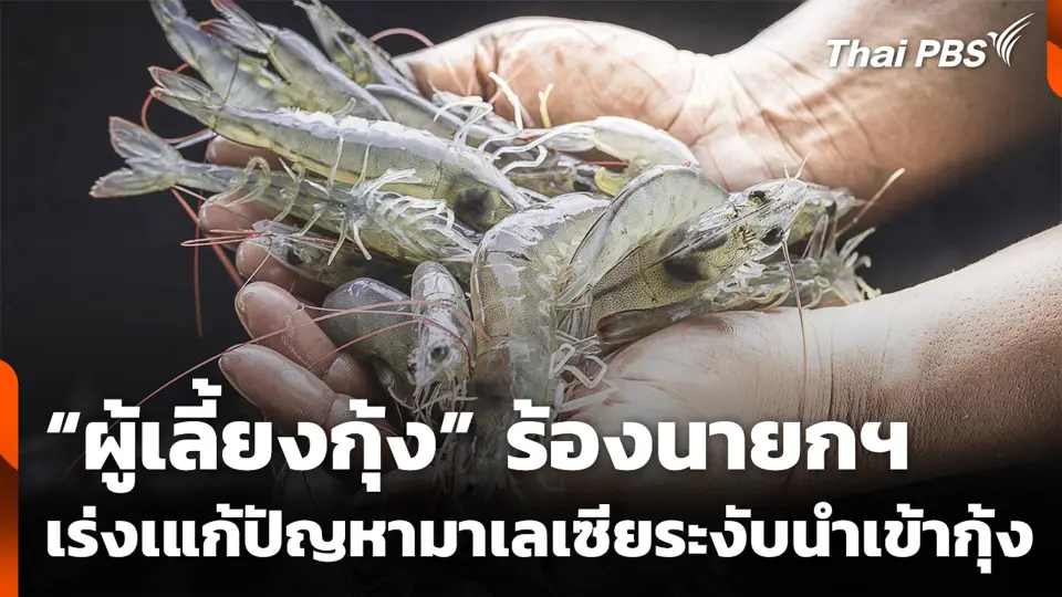 “ผู้เลี้ยงกุ้ง” ร้องนายกฯ เร่งเแก้ปัญหามาเลเซียระงับนำเข้ากุ้ง