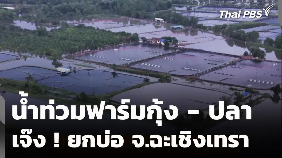 น้ำท่วมฟาร์มกุ้ง - ปลา เจ๊ง ! ยกบ่อ จ.ฉะเชิงเทรา