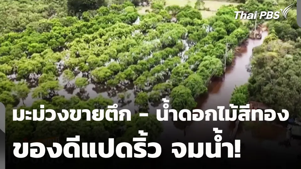มะม่วงขายตึก - น้ำดอกไม้สีทอง ของดีแปดริ้ว จมน้ำ!