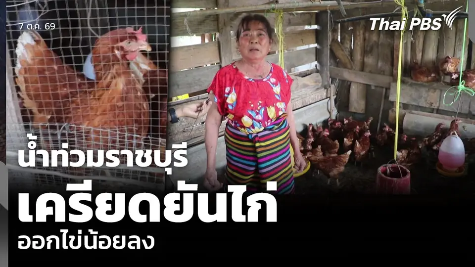 น้ำท่วมราชบุรี เครียดยันไก่ ออกไข่น้อยลง