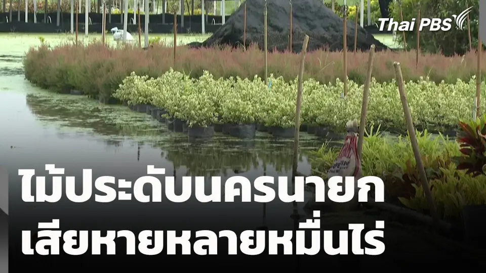 ไม้ประดับนครนายก เสียหายหลายหมื่นไร่