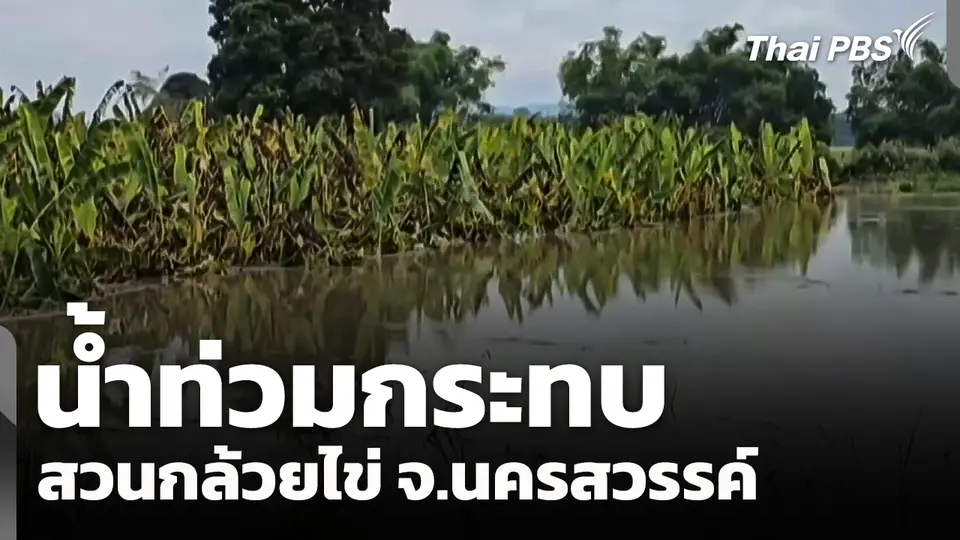 น้ำท่วมกระทบสวนกล้วยไข่ จ.นครสวรรค์