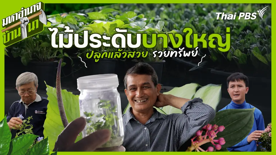 มหาอำนาจบ้านนา