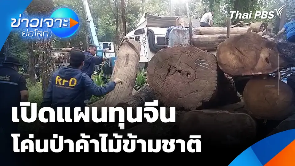 เปิดแผนทุนจีนโค่นป่าค้าไม้ข้ามชาติ