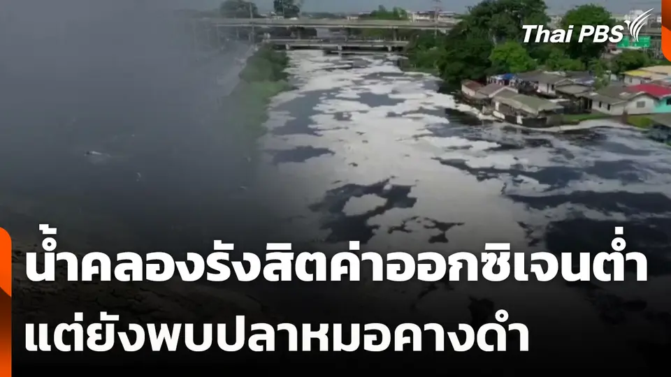 น้ำคลองรังสิตค่าออกซิเจนต่ำ แต่ยังพบปลาหมอคางดำ