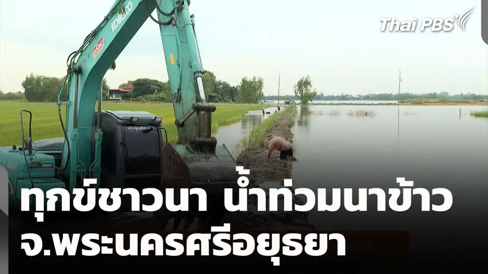 ทุกข์ชาวนา น้ำท่วมนาข้าว จ.พระนครศรีอยุธยา