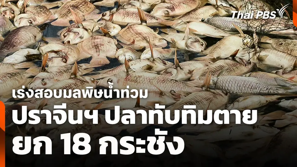 ปราจีนฯ ปลาทับทิมตายยก 18 กระชัง เร่งสอบมลพิษน้ำท่วม 