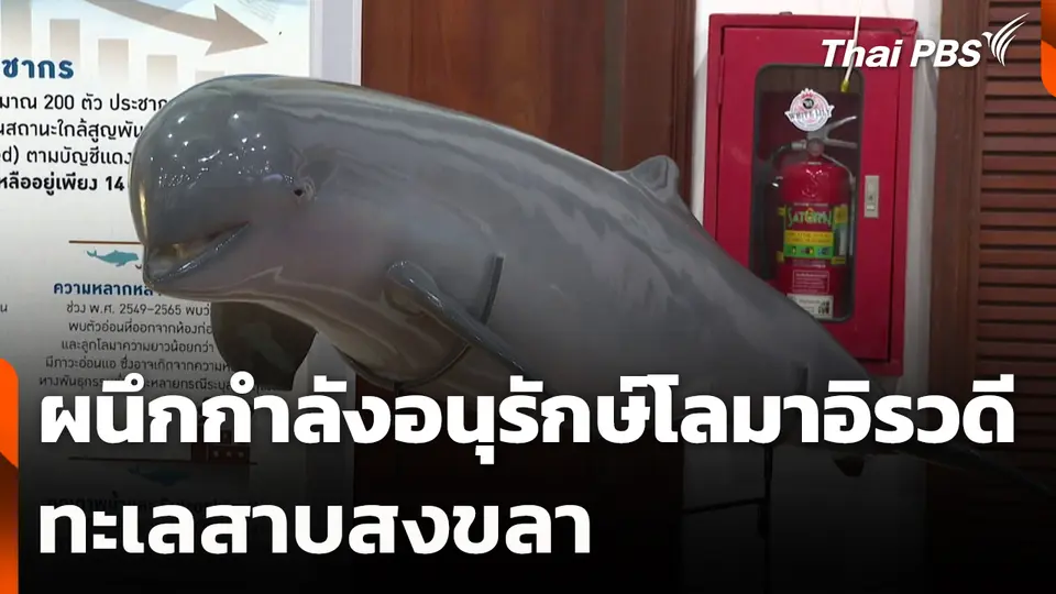 ผนึกกำลังอนุรักษ์โลมาอิรวดีทะเลสาบสงขลา