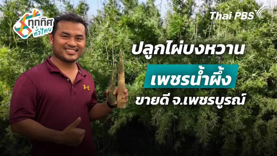 ปลูกไผ่บงหวานเพชรน้ำผึ้งขายดี จ.เพชรบูรณ์