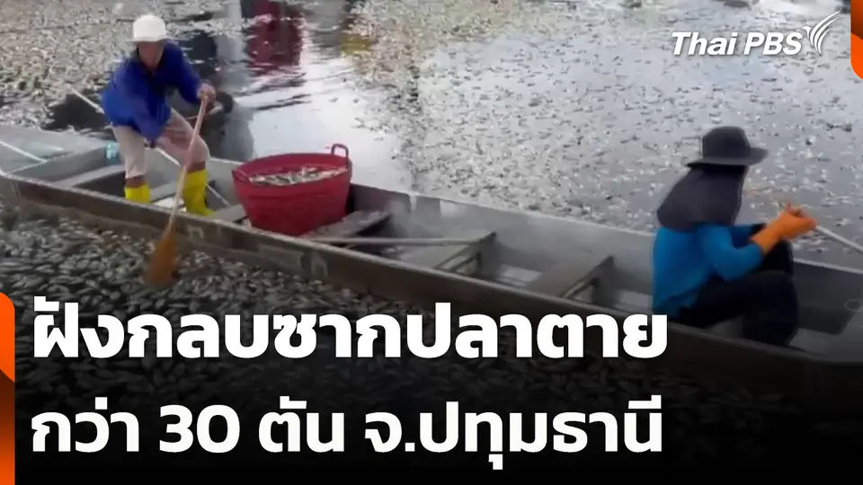 ฝังกลบซากปลาตาย คลองสอง จ.ปทุมธานี กว่า 30 ตัน