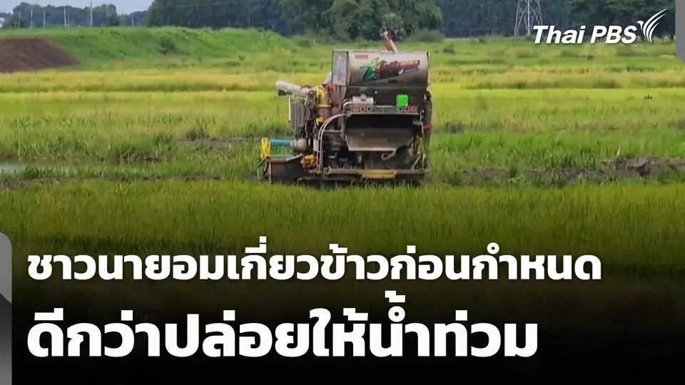 ชาวนายอมเกี่ยวข้าวก่อนกำหนด ดีกว่าปล่อยให้น้ำท่วมเสียหาย