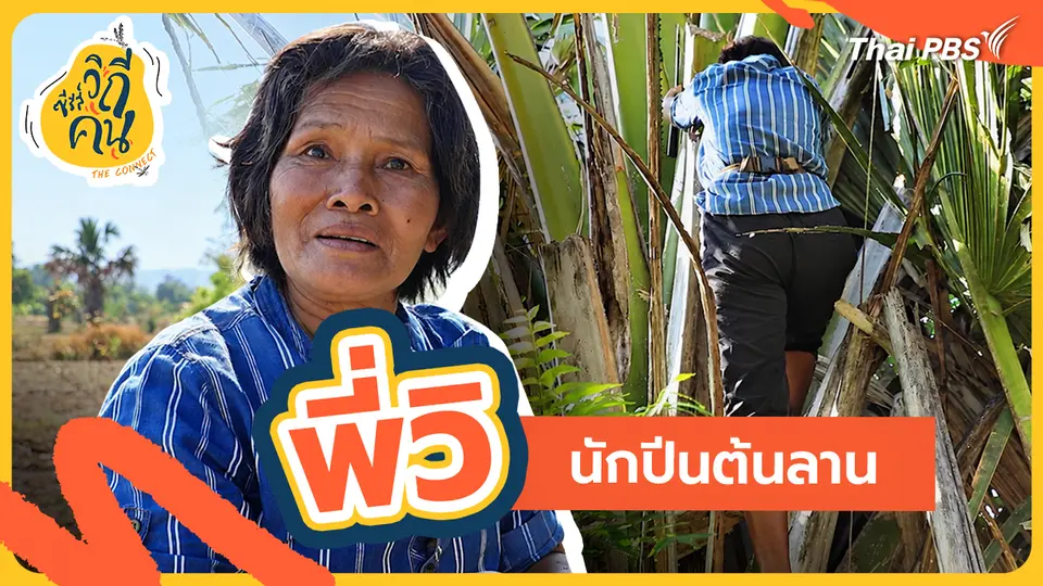 ช็อตเด็ด ซีรีส์วิถีคน : "พี่วิ" นักปีนต้นลาน