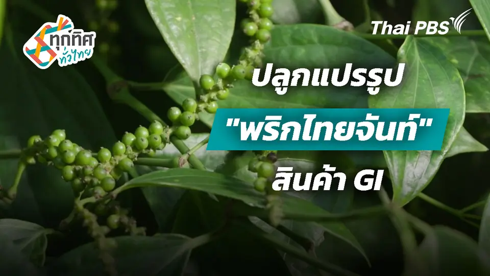 ปลูกแปรรูป "พริกไทยจันท์" สินค้า GI