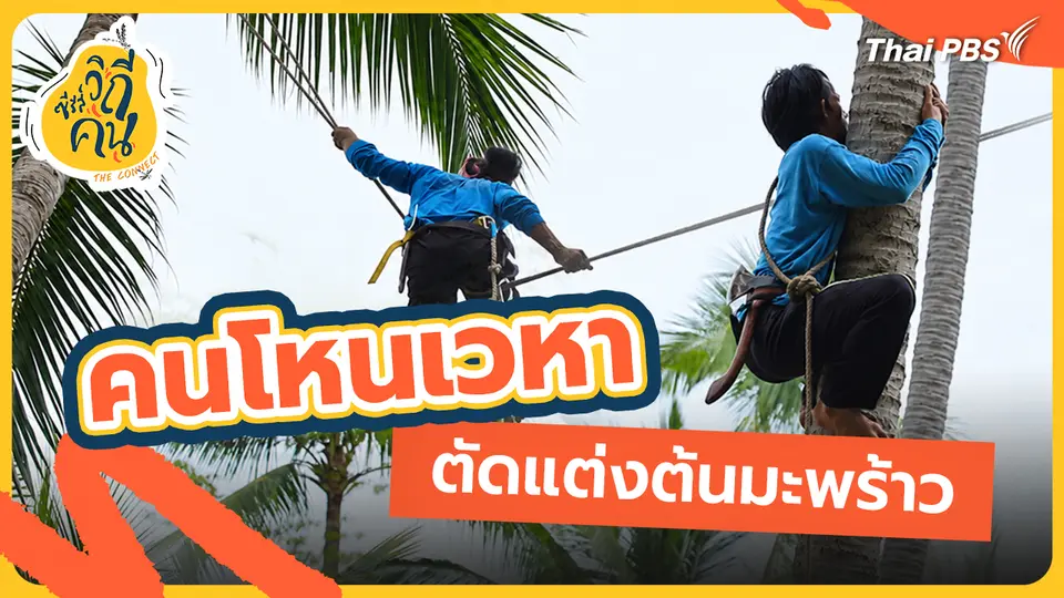 ช็อตเด็ด ซีรีส์วิถีคน : คนโหนเวหา ตัดแต่งต้นมะพร้าว