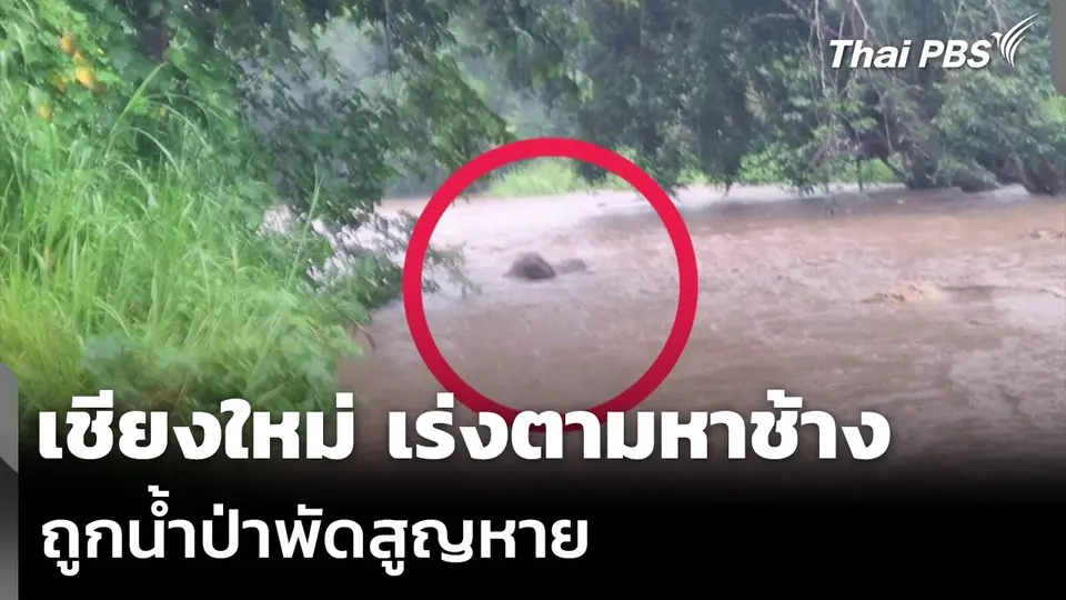 เชียงใหม่ เร่งตามหาช้าง ถูกน้ำป่าพัดสูญหาย