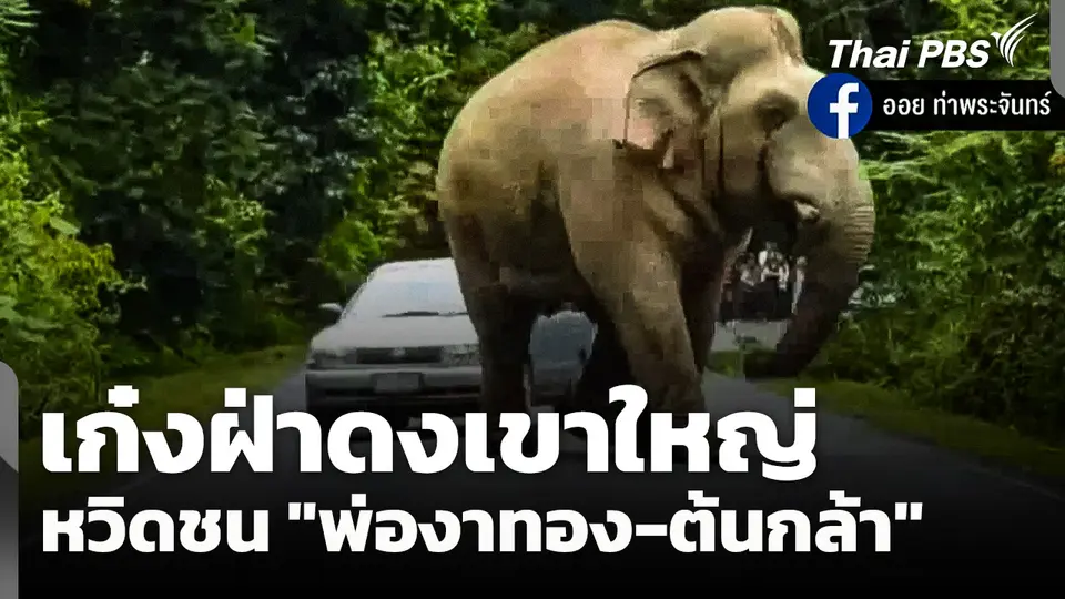 คนรักช้างเดือด! ปมเก๋งฝ่าดงเขาใหญ่ หวิดชน "พ่องาทอง-ต้นกล้า"