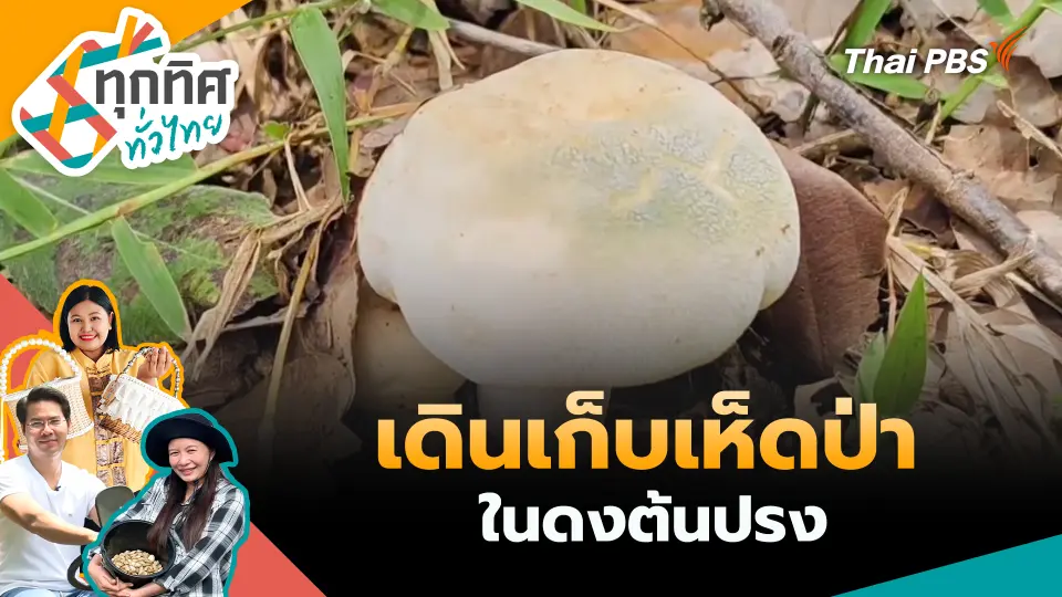 เดินเก็บเห็ดป่าในดงต้นปรง